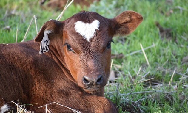 Nguni calf laying down