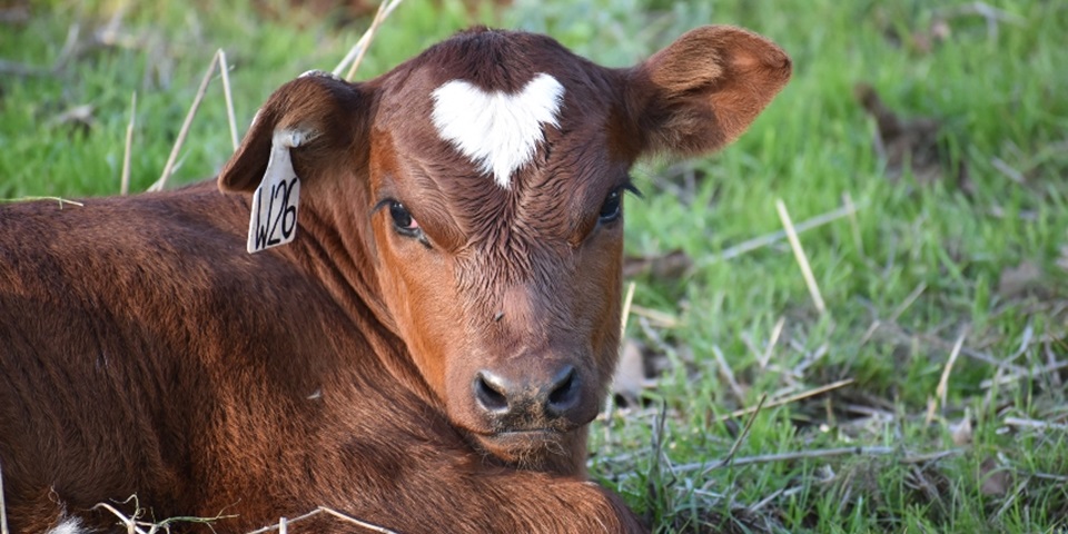 Nguni calf laying down