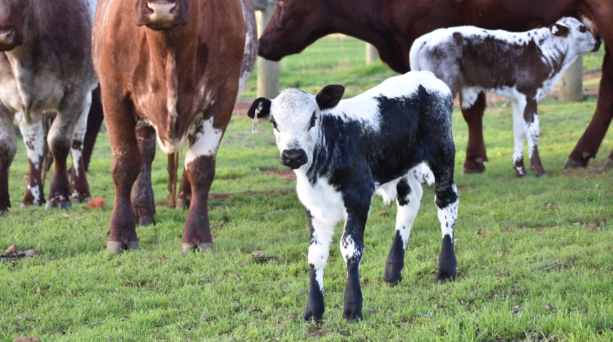 Nguni calf