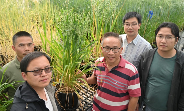 International research team deciphers key traits in oats in new pangenome project Oat research group