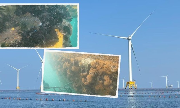 Offshore windfarm and underwater organisms.
