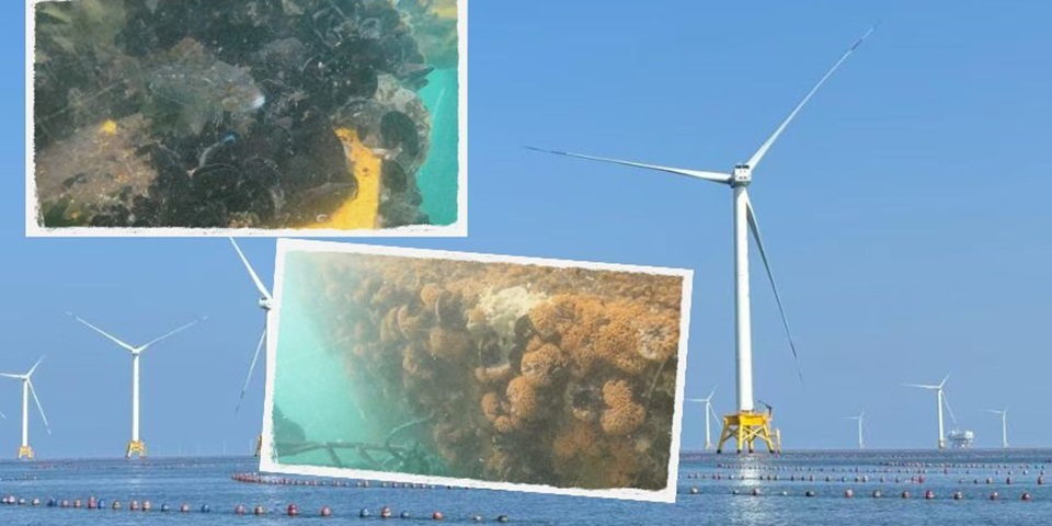 Offshore windfarm and underwater organisms.