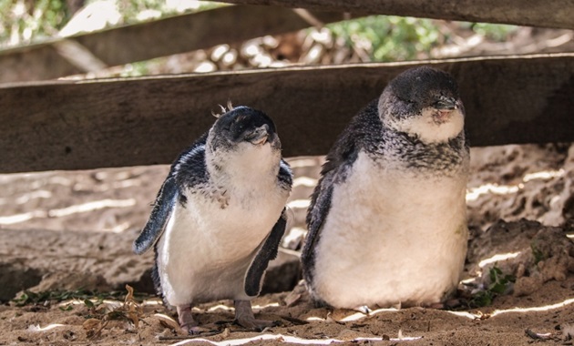 Penguins at Penguin Island