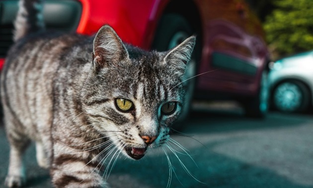 Silver tabby cat on gray asphalt road