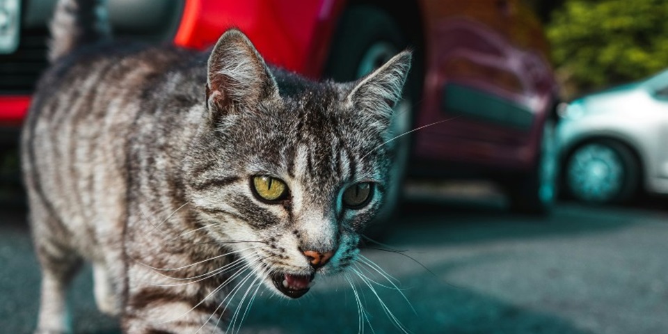 Silver tabby cat on gray asphalt road