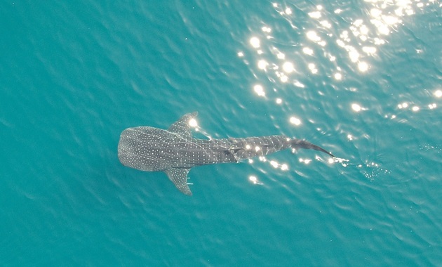 Picture of a whale shark taken from a drone.