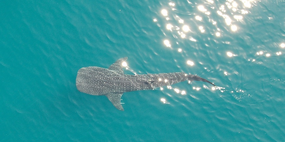 Picture of a whale shark taken from a drone.