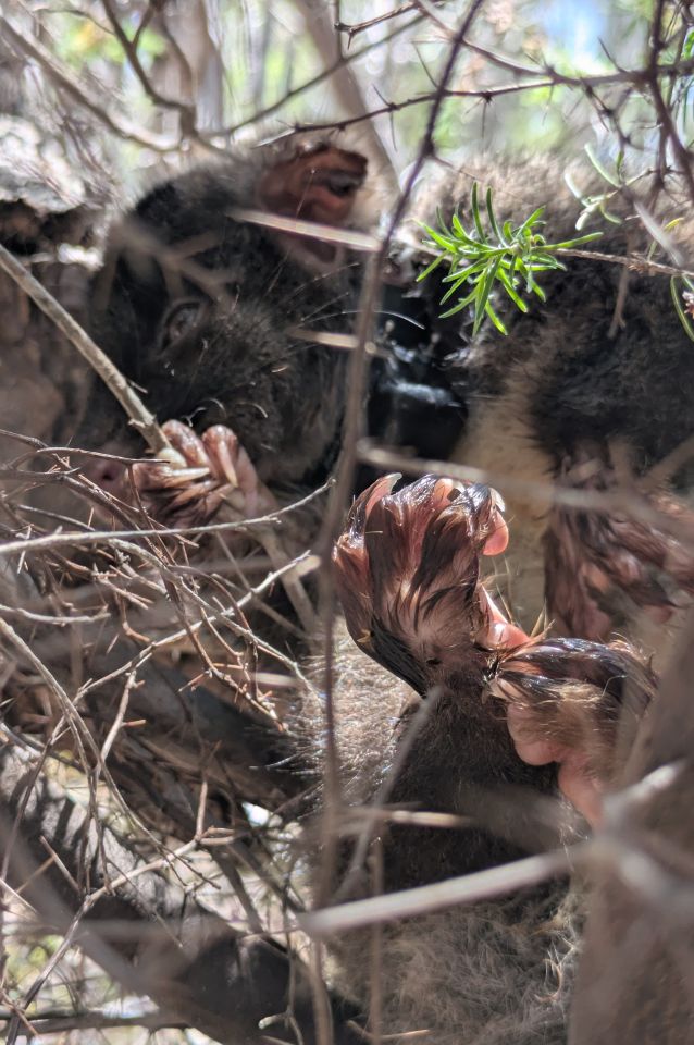 Possum experiencing heat stress