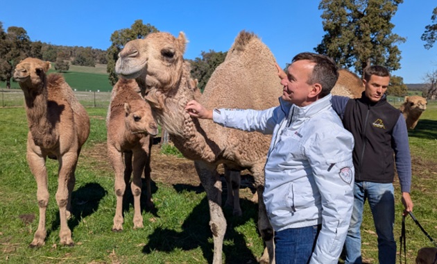 Two men stand in a paddock petting tall camels