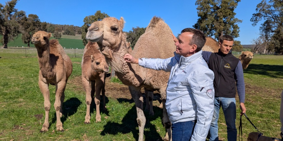 Two men stand in a paddock petting tall camels