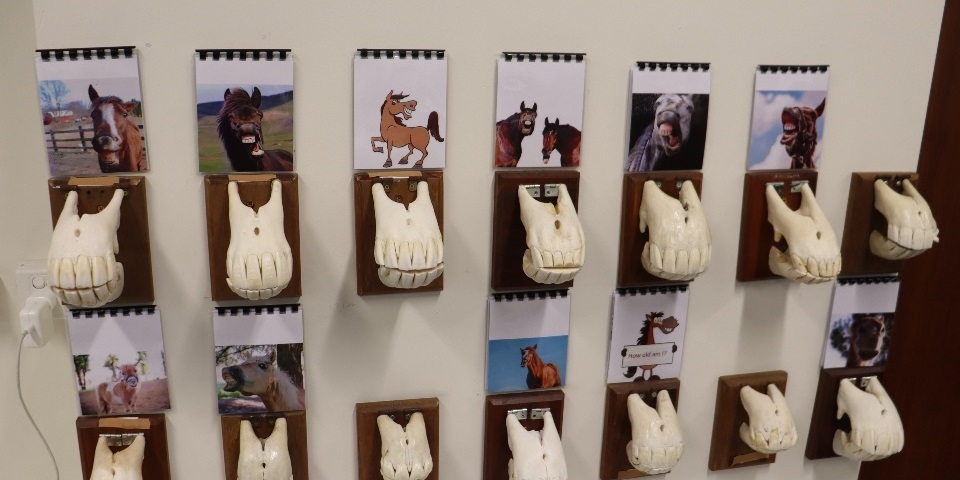 Wall of skeletal fragments