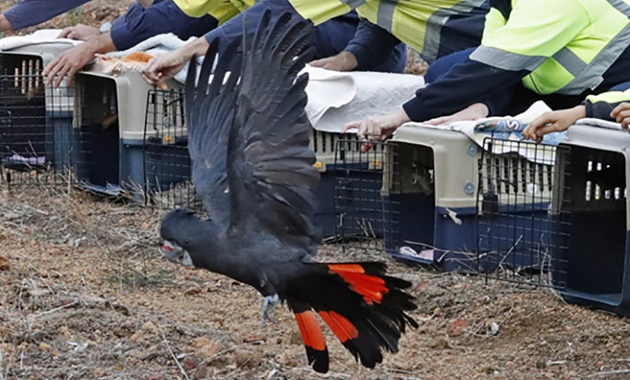 Rehabilitated black cockatoo feature