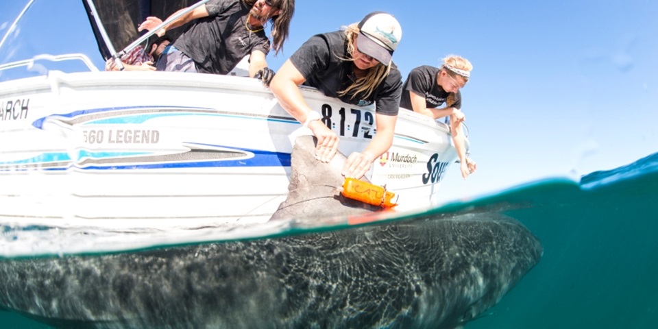 Researchers tagging a tiger shark By Alex Kydd
