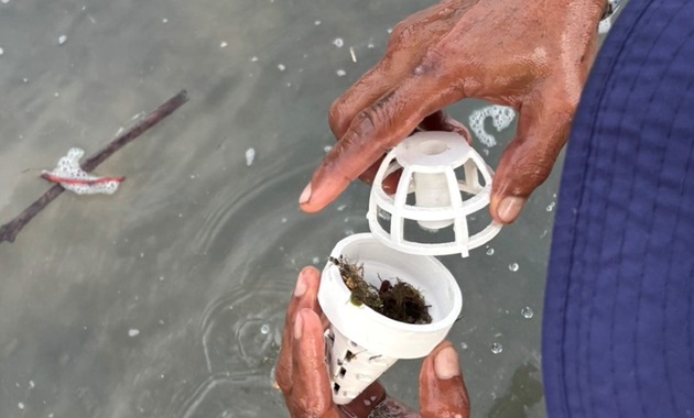 A man holding a cone-like bioplastic seagrass pod