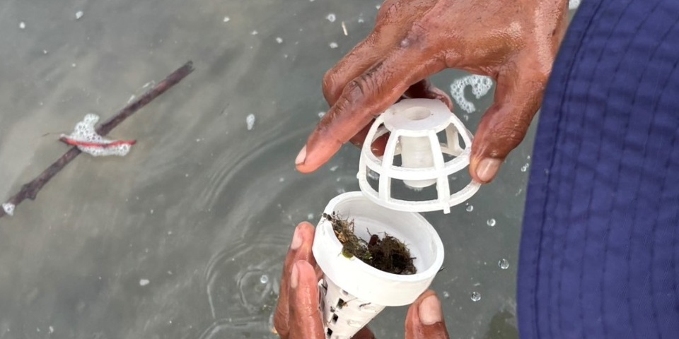 A man holding a cone-like bioplastic seagrass pod