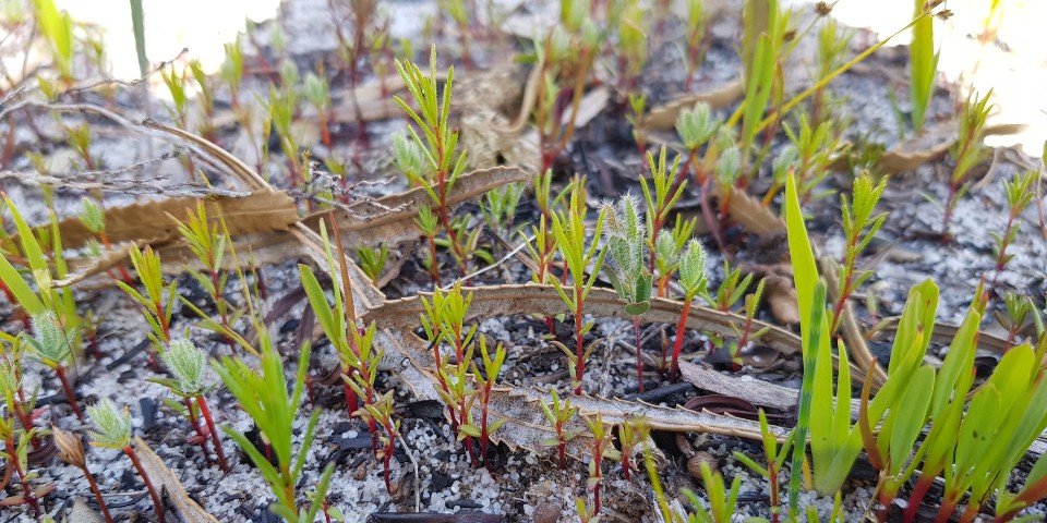 Resprouters Resprouting species regenerating after fire.