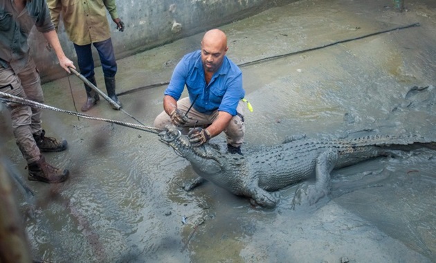 Ru Somaweera trying to tag a crocodile.