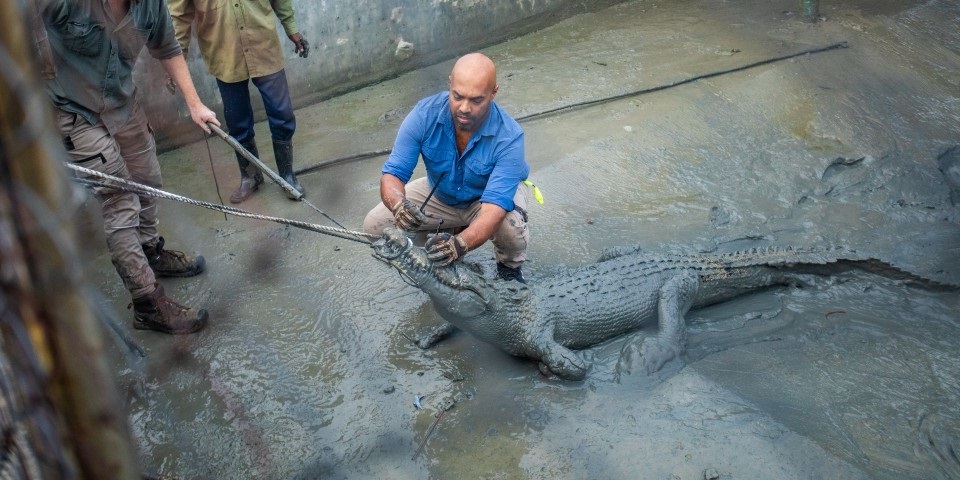 Ru Somaweera trying to tag a crocodile.