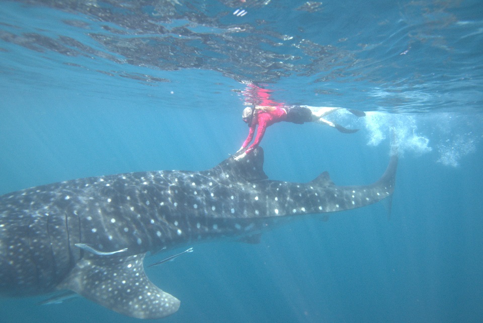 Samantha Reynolds tagging a whale shark underwater.