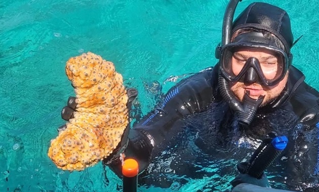 Diver emerging from ocean onto boat holding a sea cucumber