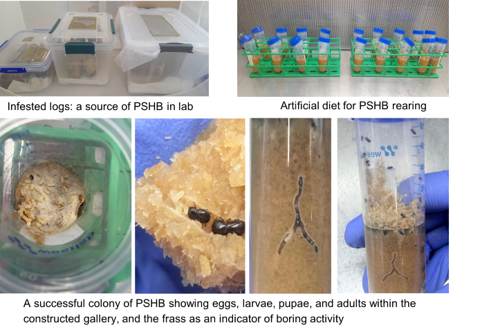 Shot hole borer beetles in test tubes.