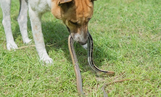 dog holding a snake in mouth