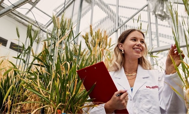 Student in greenhouse inspects barley