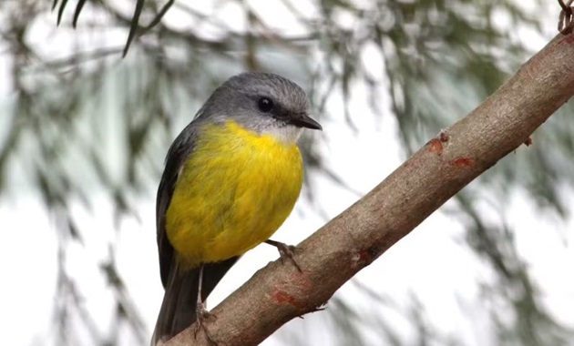 The Eastern Yellow Robin - Image by Rochelle Steven