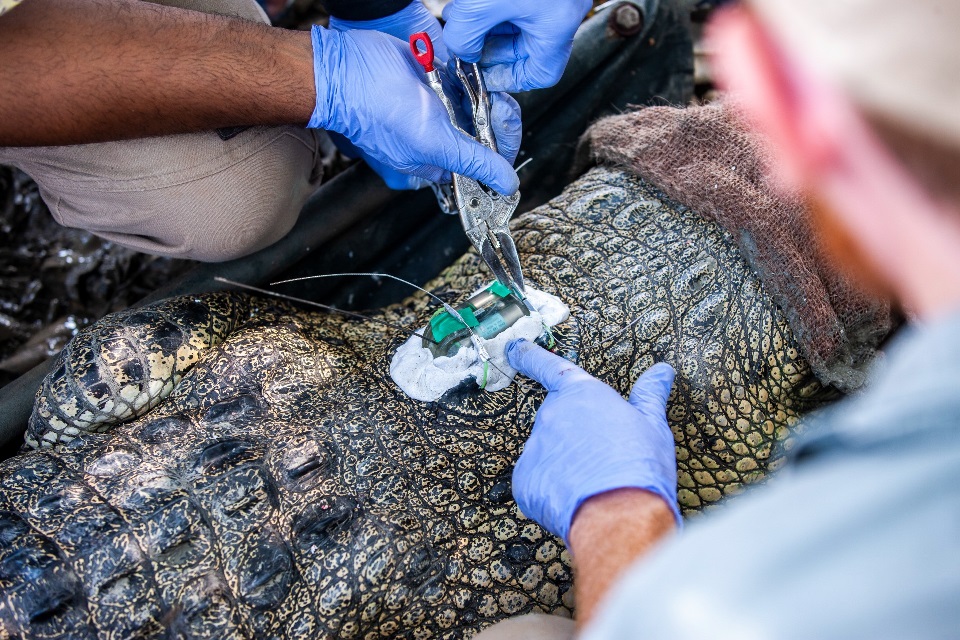 The team inserting a crocodile tag onto the back of a reptile.