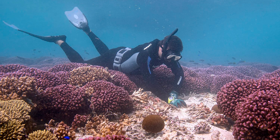 A diver picking up a sea cucumber from a sandy patch among purple coral