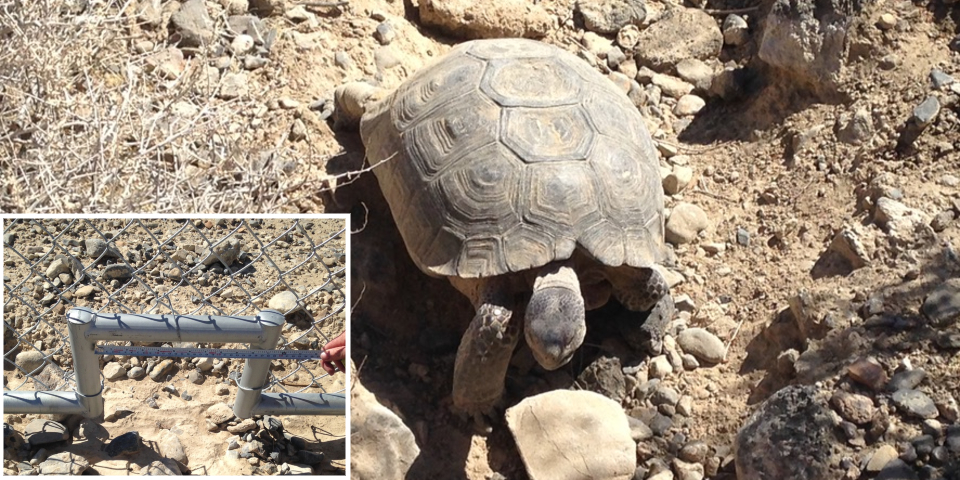 Mojave desert tortoise (Gopherus agassizii) that was removed from the area and then released back into the facility after construction of the Pahrump solar facility.
