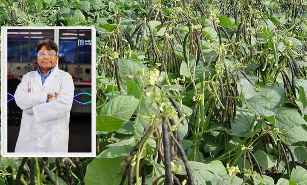 A mung bean crop in the background with Professor Varshney in the lab in the foreground.