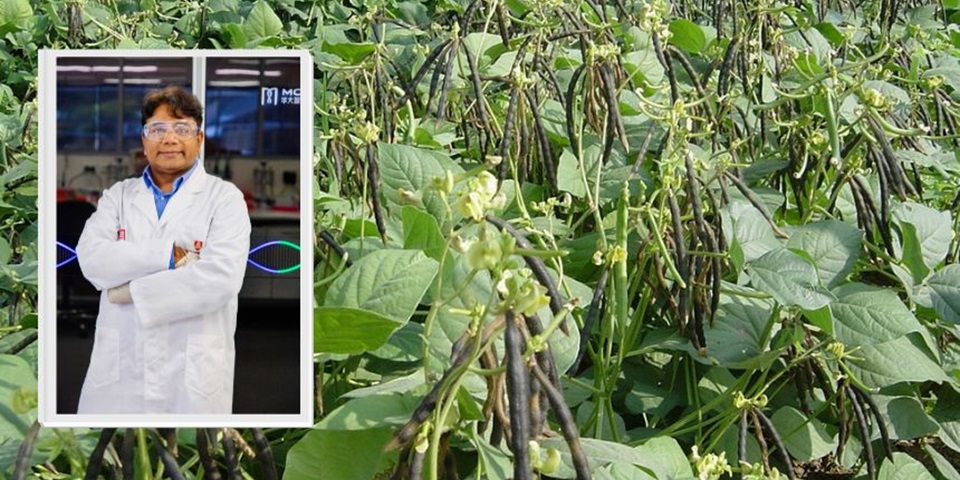 A mung bean crop in the background with Professor Varshney in the lab in the foreground.