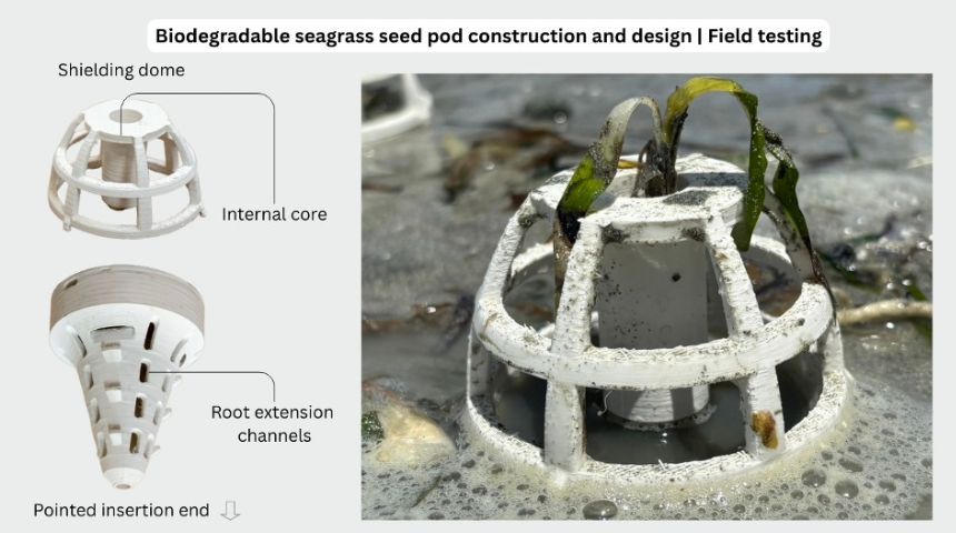 Left, a diagram of the biodegradable seagrass pod. Right, the seagrass pod in the water.