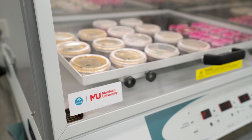 Petri dishes being stored, all in varying colours.