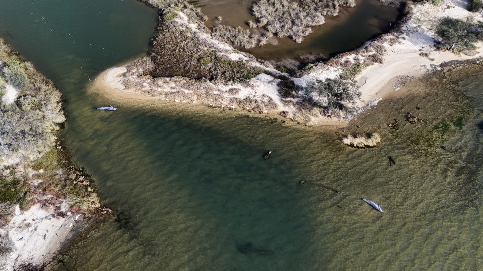 Two dolphins stranded Bunbury Two dolphins stranded next to each other along the coast.