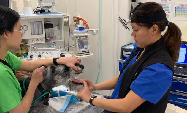 Vet surgery