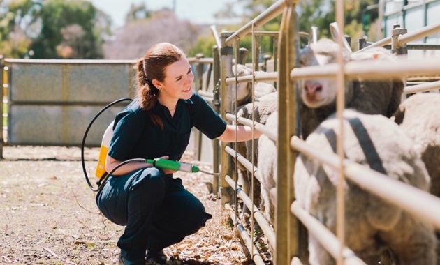a career in Veterinary science
