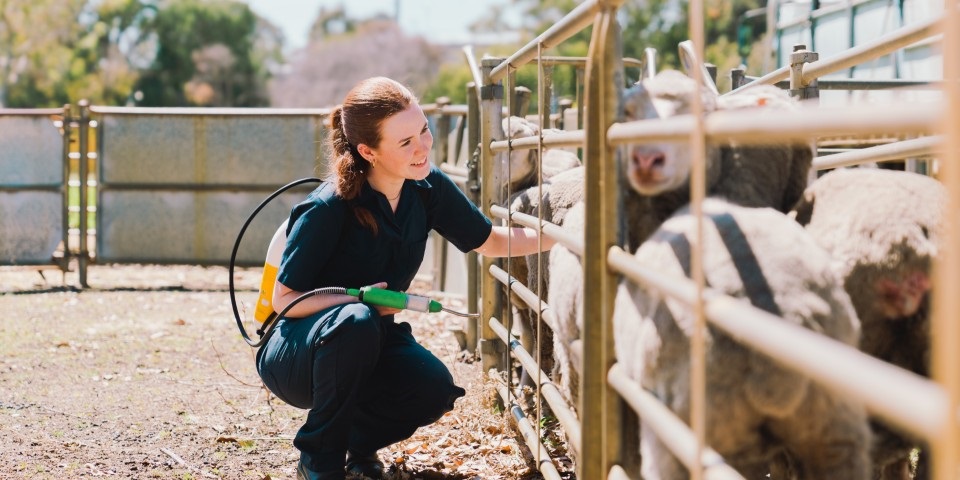 a career in Veterinary science