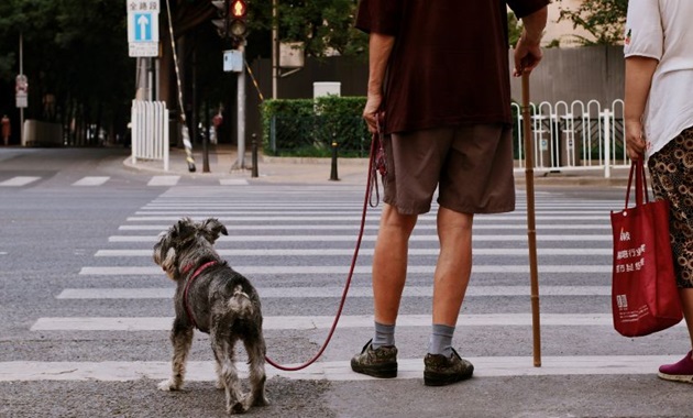 Man crossing the road with walking stick and his dog.