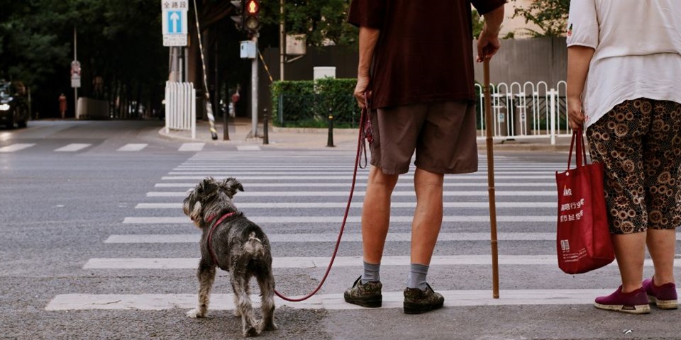 Man crossing the road with walking stick and his dog.