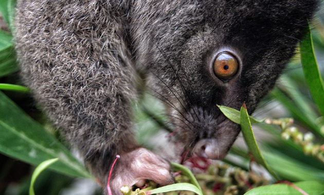 A western ringtail possum chewing on a leaf.