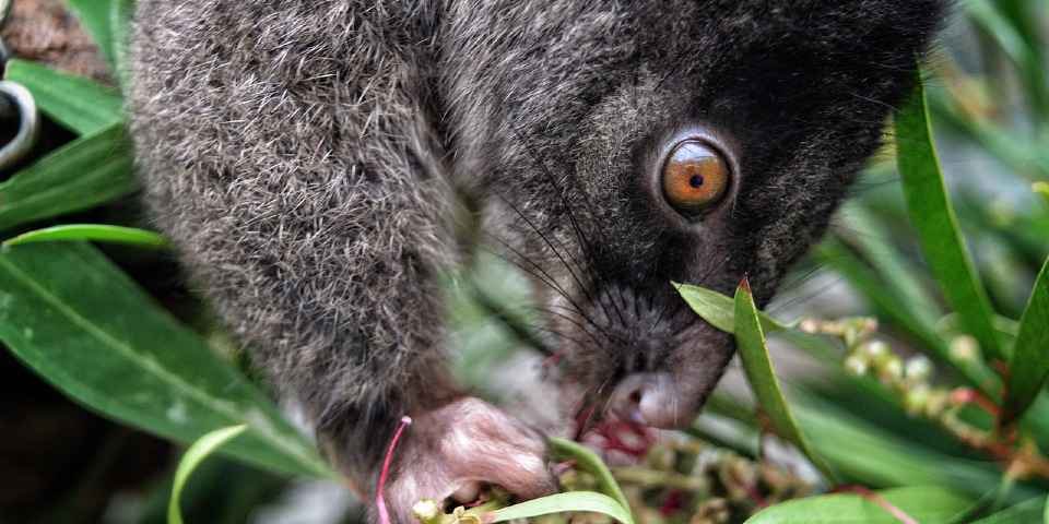 A western ringtail possum chewing on a leaf.