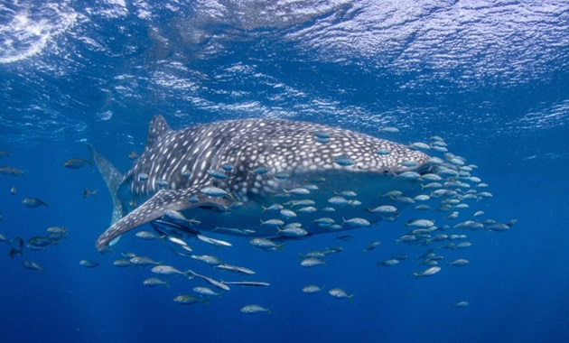 Whale shark and friends