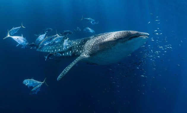 WhaleShark(600 ? 400 px)