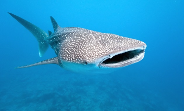 Whale shark swimming with its mouth open.