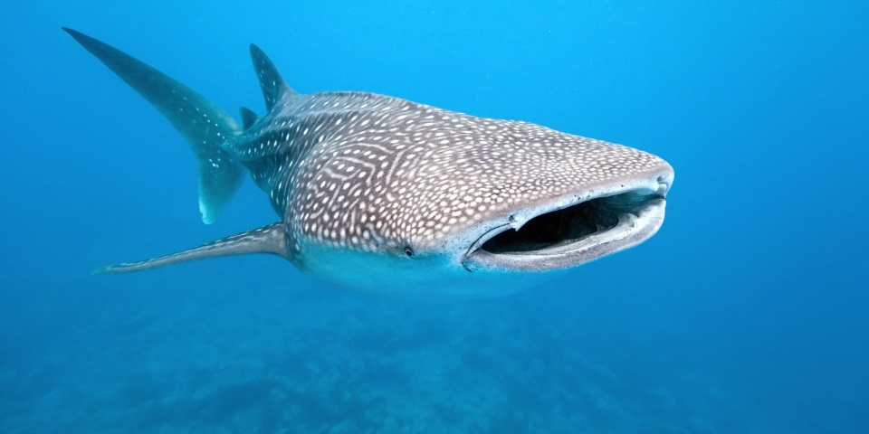 Whale shark swimming with its mouth open.