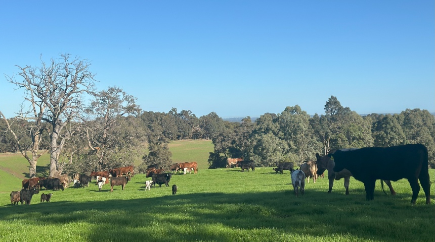 Whitby Falls Farm cattle