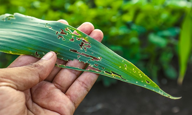 crop-pests Corn leaf eaten by pests