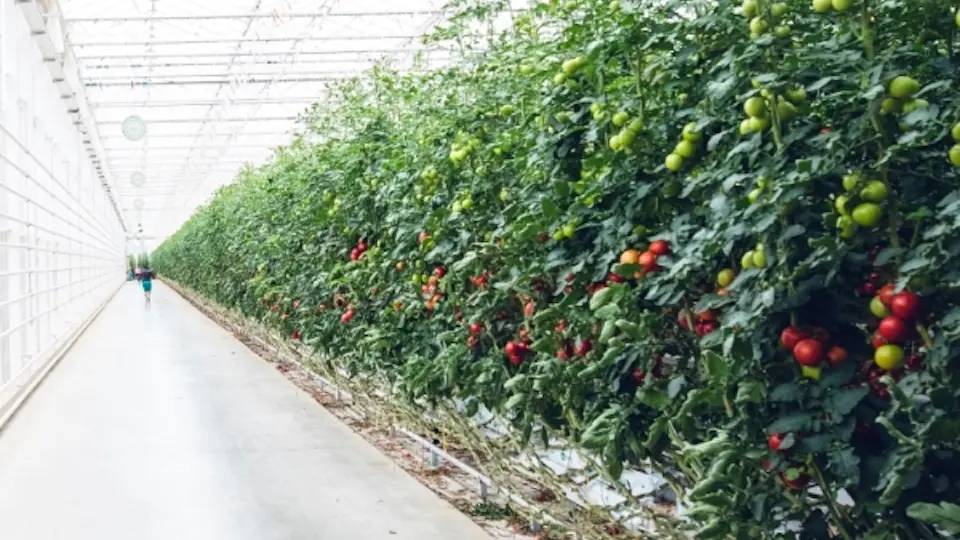 Greenhouse with tomatoes